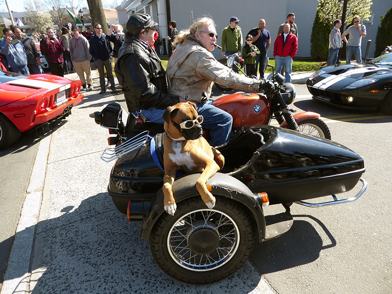 Dogs get to join the fun at today’s collector car events. (Photo: Jim Motavalli)