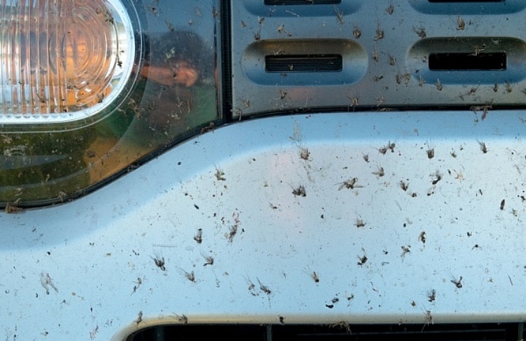 Dead bugs on blue car bumper