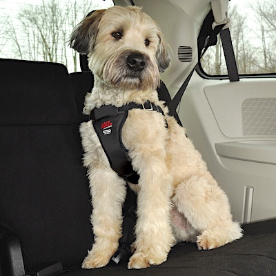 Coastal Easy Rider car harness