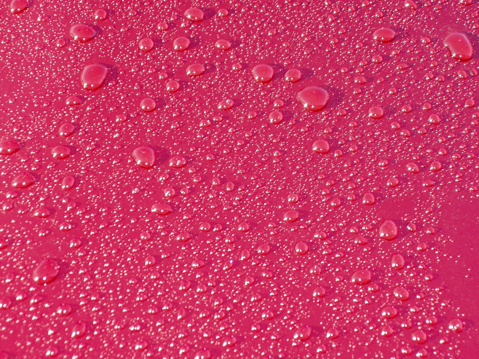 Water beading on the surface of a freshly waxed car.