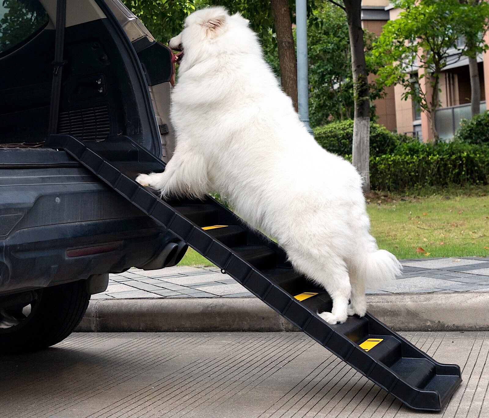 A large furry white dog climbs up a dog ramp into the cargo area of an SUV.