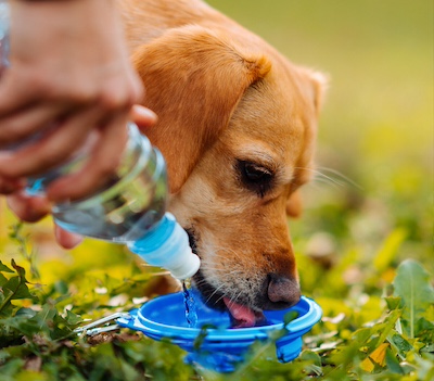 A puppy drinks water from a blue collapsable travel bowl.