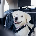 How to Safely Drive with Your Dog (or Any Pet) in the Car