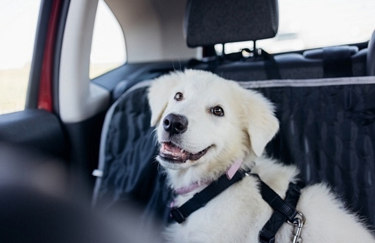 White Abruzzese sheepdog in back seat of a car, wearing a harness and sitting on a seat protector.